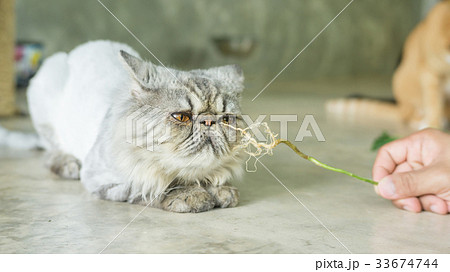 Gray striped Persian cat and a root of Indian acalypha. 33674744
