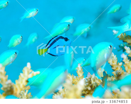 ナンヨウハギ 33674853