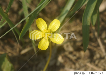 ミツバツチグリ  33674974