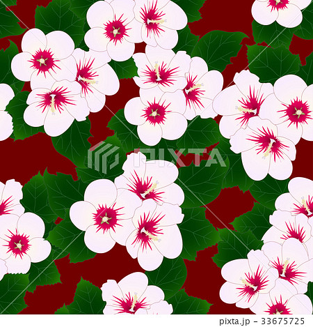 White Hibiscus syriacus - Rose of Sharon on Red White Hibiscus syriacus - Rose of Sharon on Red 33675725