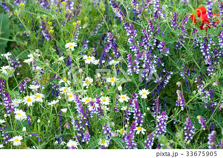 Wild field flowers at spring time Wild field flowers at spring time 33675905