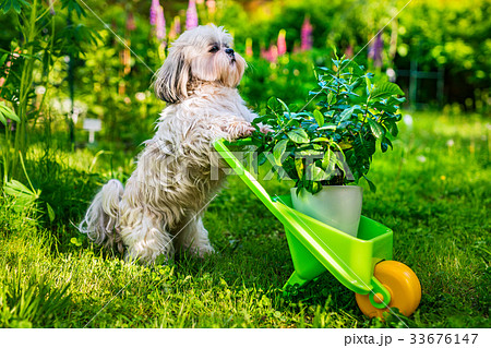 Shih tzu dog 33676147