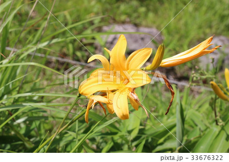 ニッコウキスゲの黄色い花 33676322