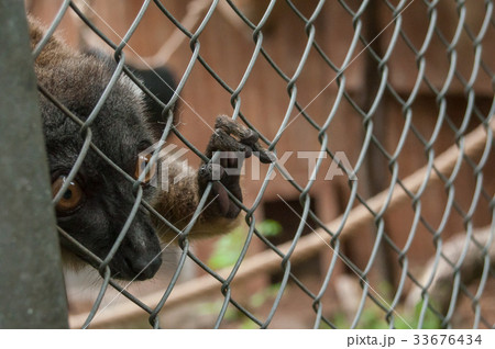 portrait of maki catta lemur in cage 33676434
