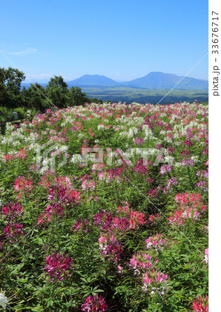 クレメオ畑と阿蘇山 クレメオ畑と阿蘇山 33676717