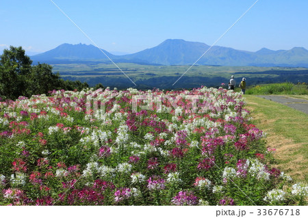 クレメオ畑と阿蘇山 33676718