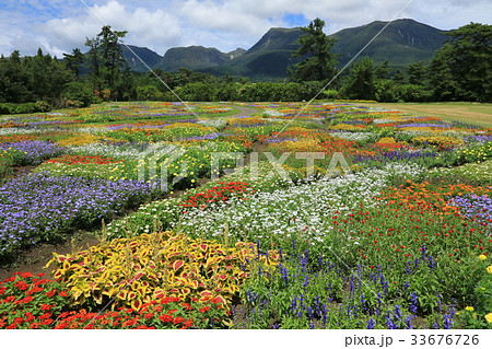 夏の花園 33676726