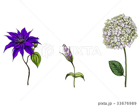 Set with phlox, clematis and bud eustoma flowers Set with phlox, clematis and bud eustoma flowers 33676989