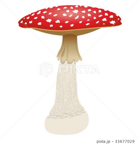 Fly agaric mushroom isolated on white 33677029