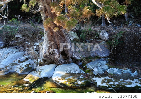 小又川の大杉 33677109