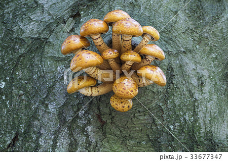 Pholiota aurivella Pholiota aurivella 33677347