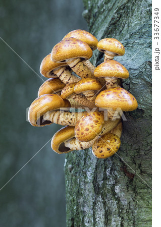 Pholiota aurivella Pholiota aurivella 33677349