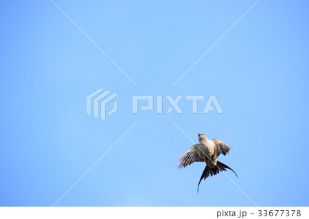 コシアカツバメ 33677378