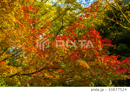公園の紅葉 33677524