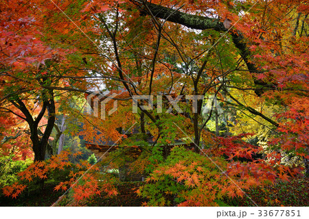 晩秋の広徳寺 晩秋の広徳寺 33677851