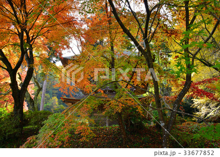 晩秋の広徳寺 33677852