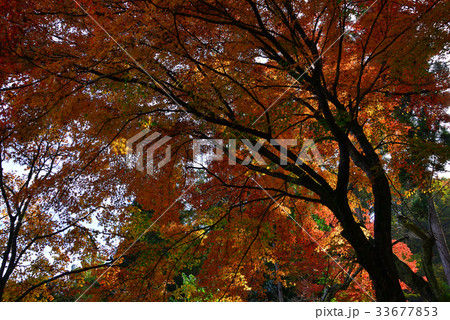 紅葉 もみじ模様 紅葉 もみじ模様 33677853
