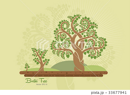 Bodhi tree (Sacred tree, Ficus religiosa L.) Bodhi tree (Sacred tree, Ficus religiosa L.) 33677941