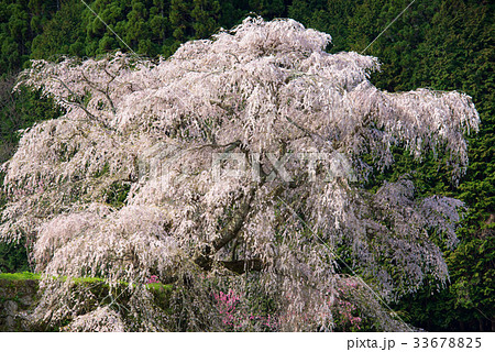 桜 33678825