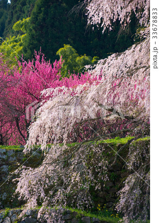 桜 33678833