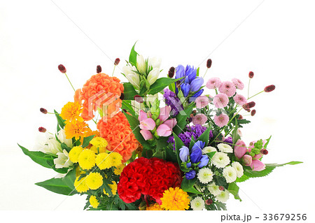 秋のお彼岸の花 33679256