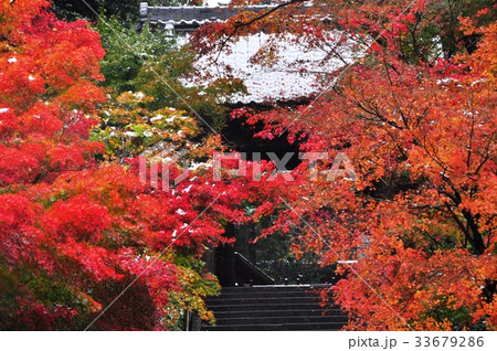 鎌倉市　北鎌倉円覚寺総門前の紅葉＆雪景色 33679286