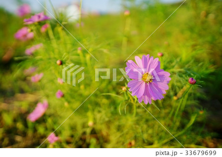 ピンクのコスモス 33679699