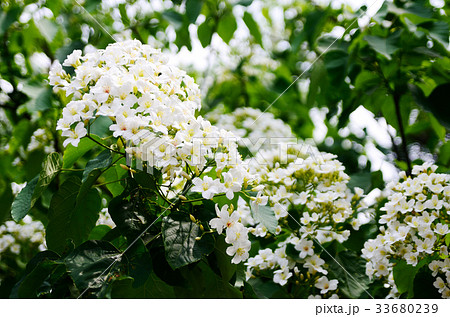 アブラギリ 咲いた 満開 33680239