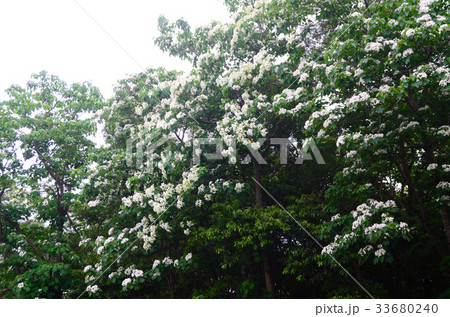 アブラギリ 咲いた 満開 33680240