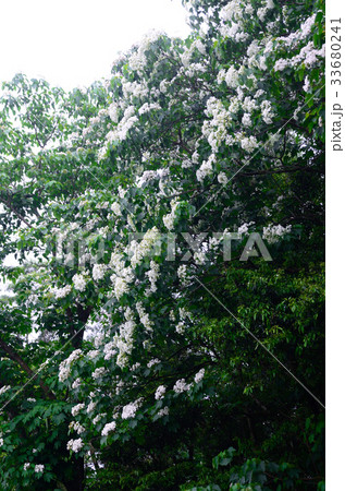 アブラギリ 咲いた 満開 33680241