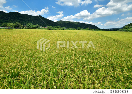 ごはん イネ 米 33680353
