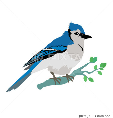 Blue Jay Flat Design Vector Illustration Blue Jay Flat Design Vector Illustration 33680722
