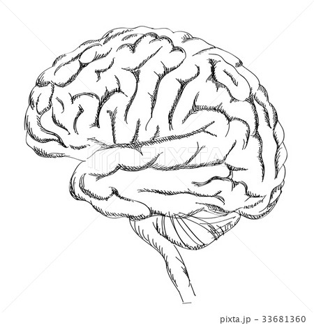 Antique Medical Scientific Illustration Highresolution Brain Stock  Illustration  Download Image Now  iStock