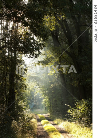 Rural road through a misty deciduous forest Rural road through a misty deciduous forest 33681484