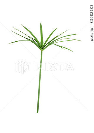 papyrus green plant isolated on white background 33682133