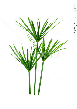 papyrus green plant isolated on white background 33682137