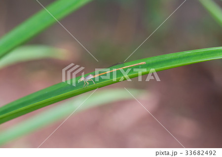 Small dragonfly on a Pandan  leaf 33682492