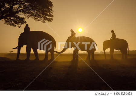 Thailand Three elephants walking to under tree Thailand Three elephants walking to under tree 33682632