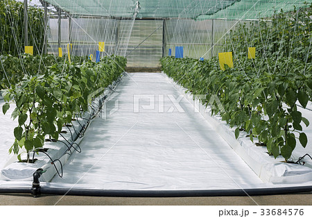 Inside Hydroponic Hothouse 33684576