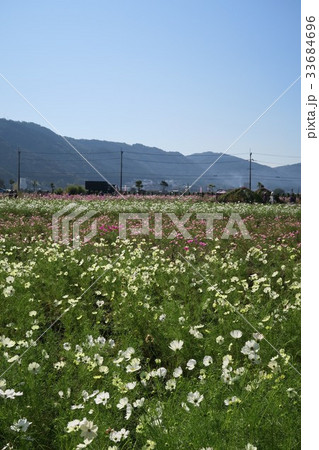 夢コスモス園 33684696