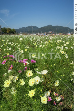 夢コスモス園 夢コスモス園 33684721