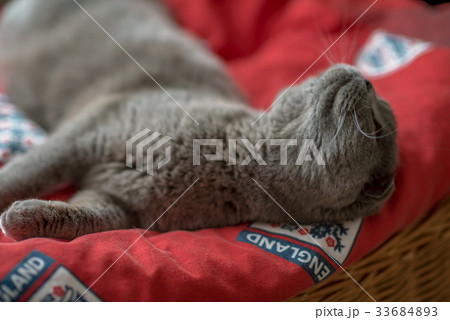 Blue scottish fold cat lays on a red carpet Blue scottish fold cat lays on a red carpet 33684893
