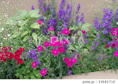 御手洗の民家の庭先の花 33685710