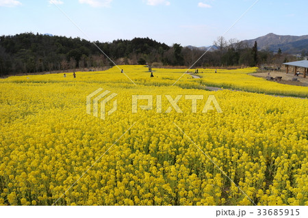 国営讃岐まんのう公園の菜の花畑 国営讃岐まんのう公園の菜の花畑 33685915