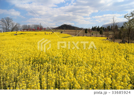 国営讃岐まんのう公園の菜の花畑 33685924