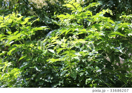 夏のシマトネリコ 33686207