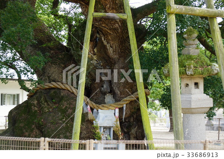 四国善通寺の樹齢1200年の大楠 四国善通寺の樹齢1200年の大楠 33686913