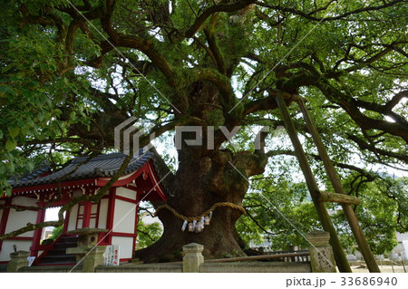 四国善通寺の樹齢１２００年の大楠と五社明神 33686940