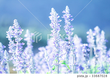 blue flower in garden , Sage plant 33687028