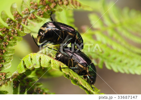 コガネムシの交尾 33687147